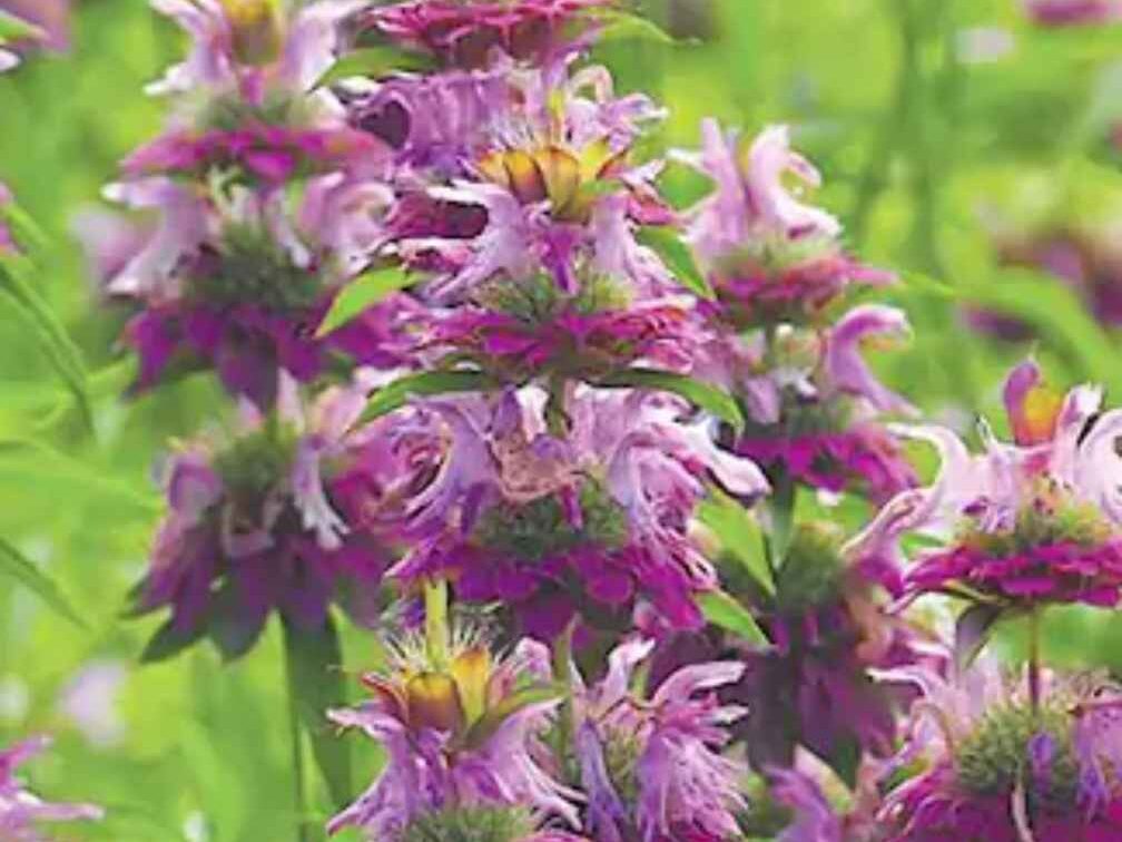 Companion Plants for Roses (Beebalm)