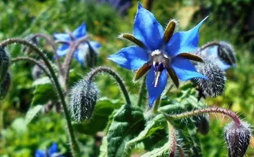 Borage