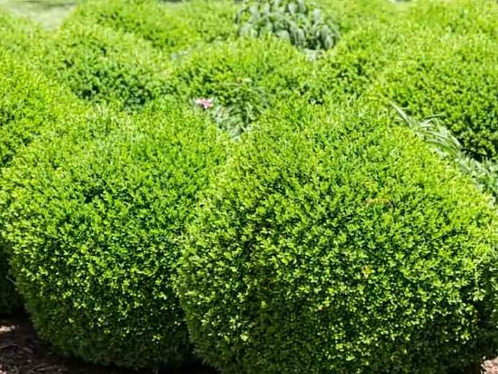 Boxwood