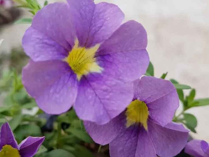 Calibrachoa