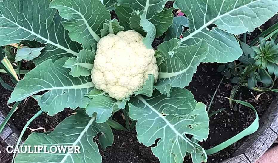 Cauliflower growing in a container