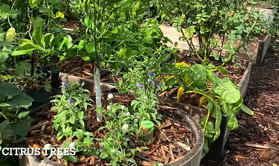 Citrus fruits growing in containers