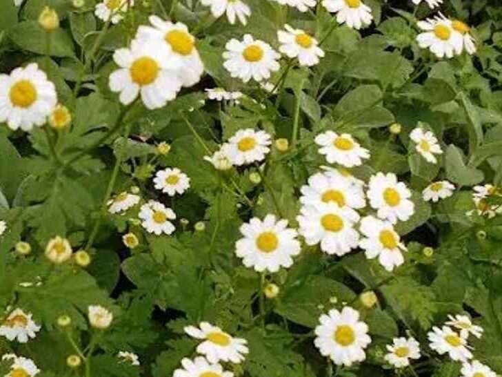 Feverfew 