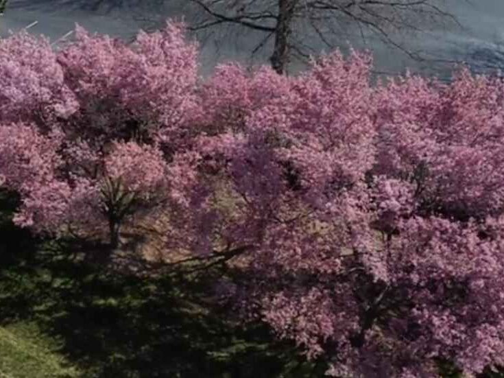 Takasago Flowering Cherry 