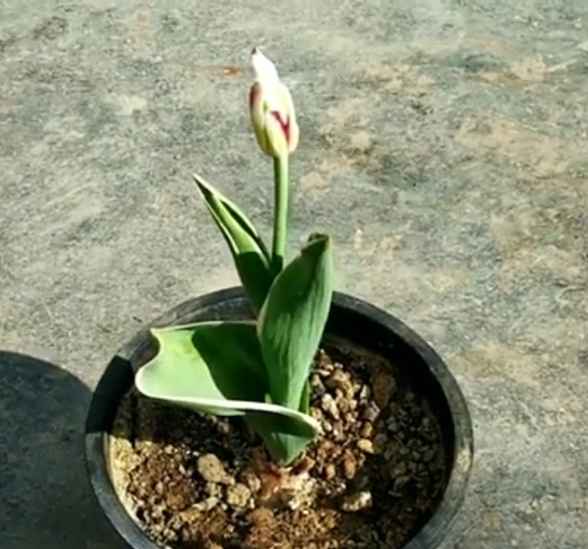 Tulip plant growing