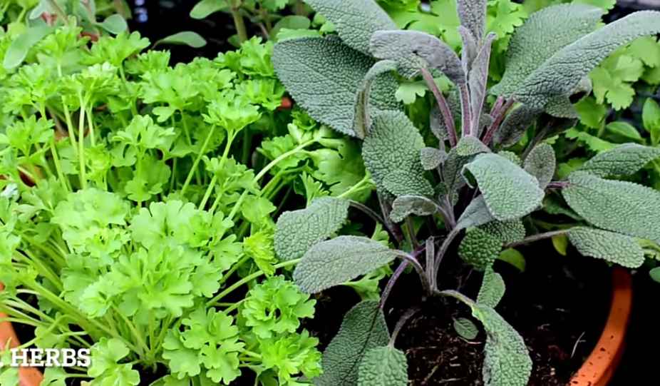 Herbs growing in containers