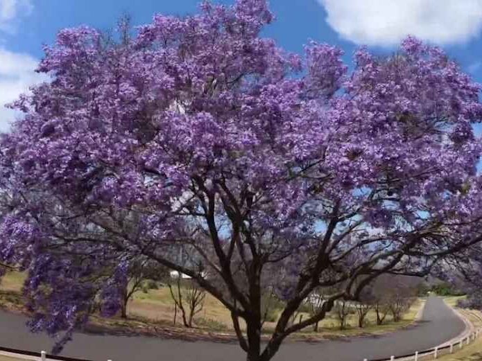 Purple flowering Jacaranda Tree