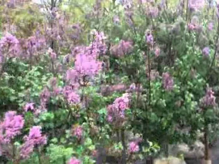 Korean Lilac Tree 