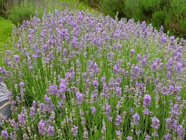 Companion Plants for Roses (Lavender)