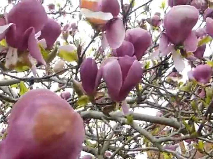 Purple Lily Magnolia Tree 