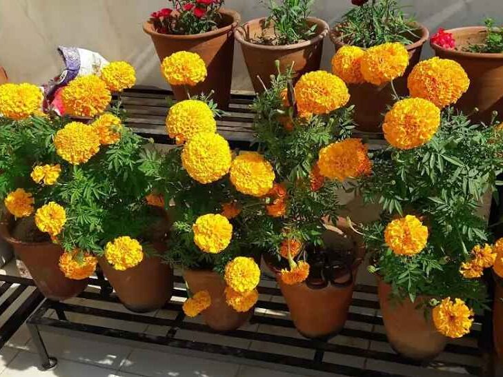 Marigolds 