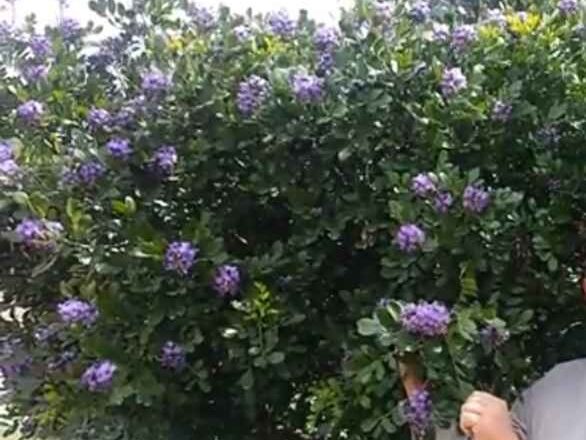 Puple flowering trees (Mountain Laurel Tree)