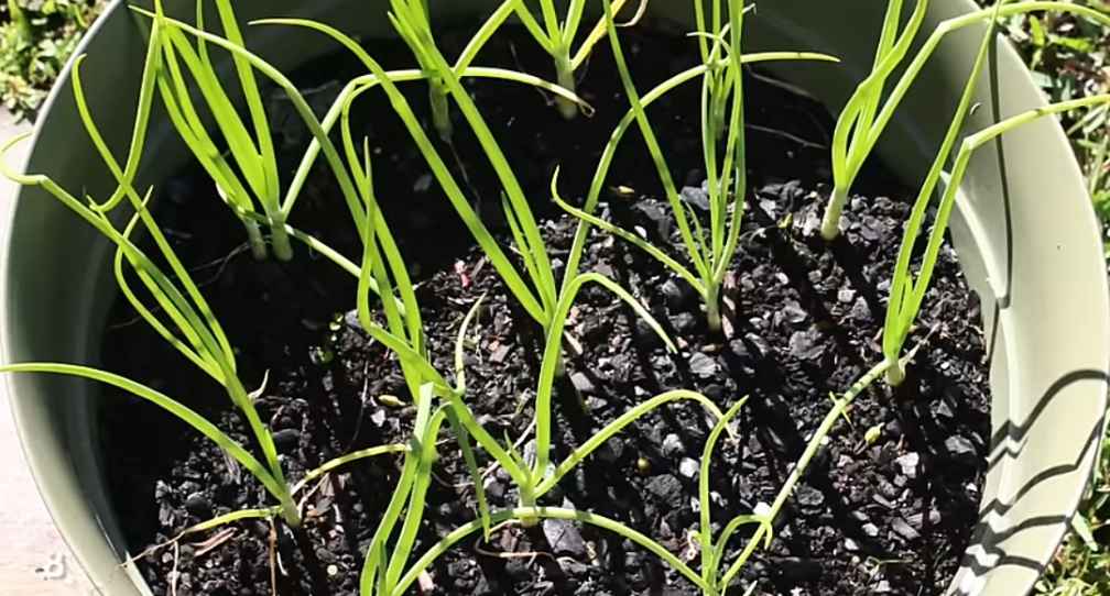 Onions growing in a container