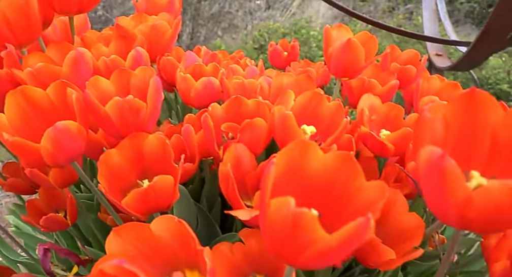 Orange tulip flowers