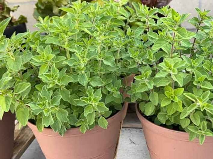 Oregano 