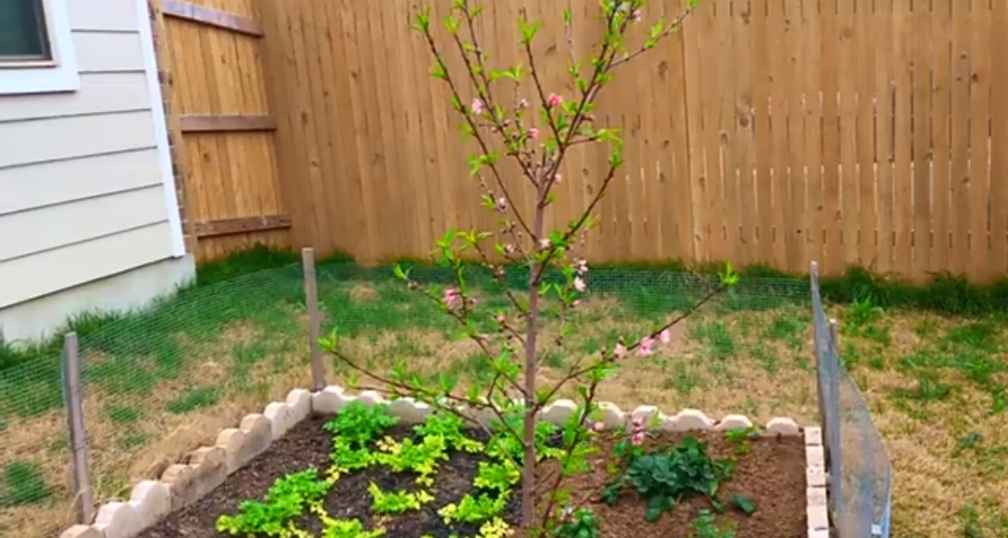 peach tree growing