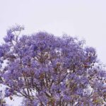 Purple flowering trees