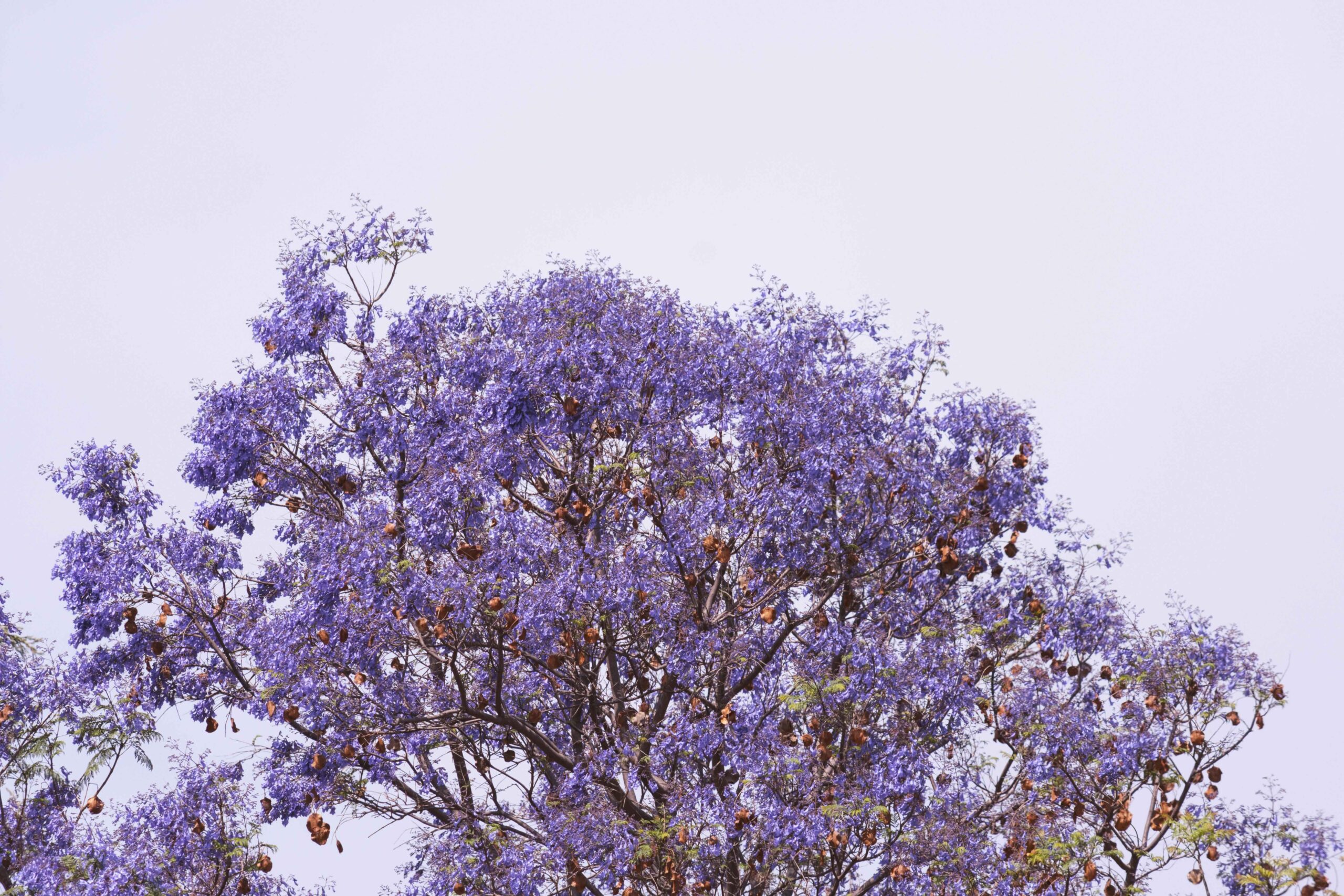 Purple flowering trees