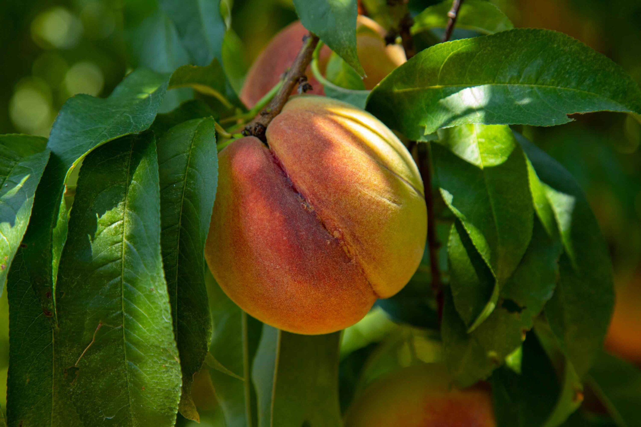 Peach Tree