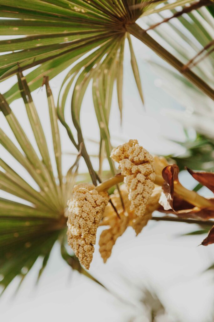 Palmetto tree fruit