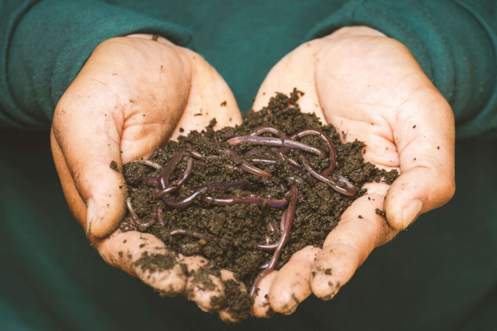 Discover the Best Compost for Your Vegetable Gardens