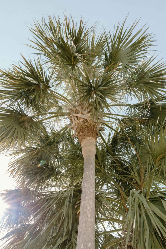 Palmetto tree