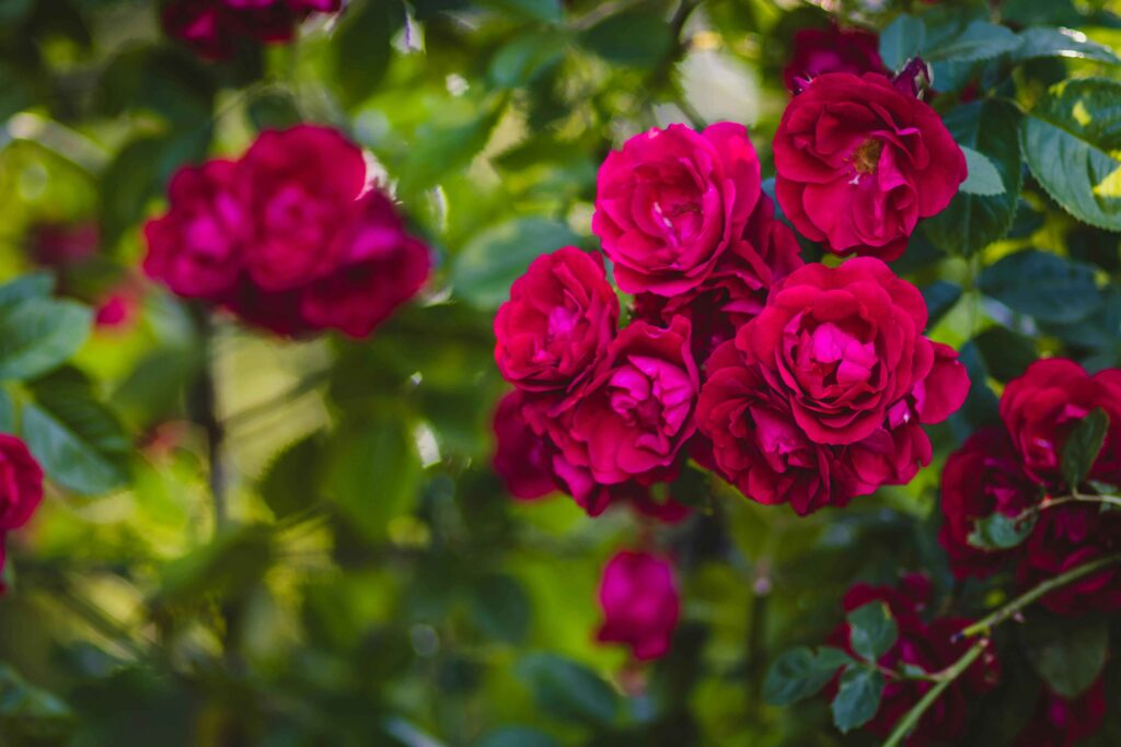 25 Best Companion Plants for Roses: Perfect Pairings to Try