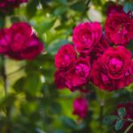 Companion plants for roses