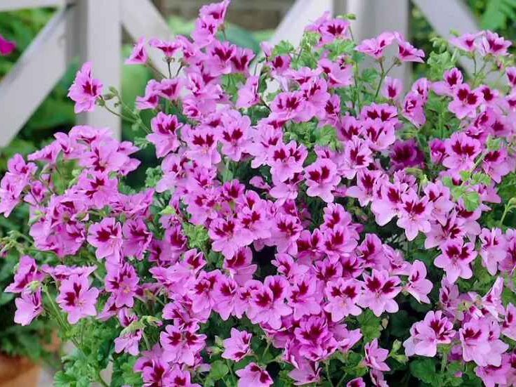 Scented geraniums