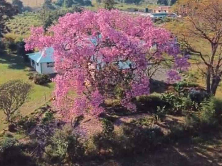 Silk Floss Tree