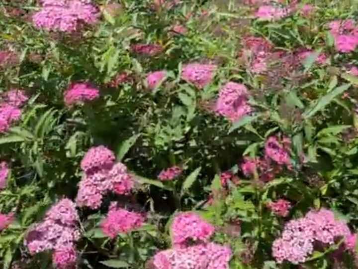 Spirea