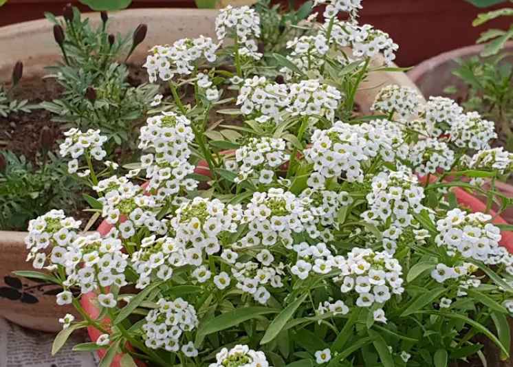 Sweet alyssum