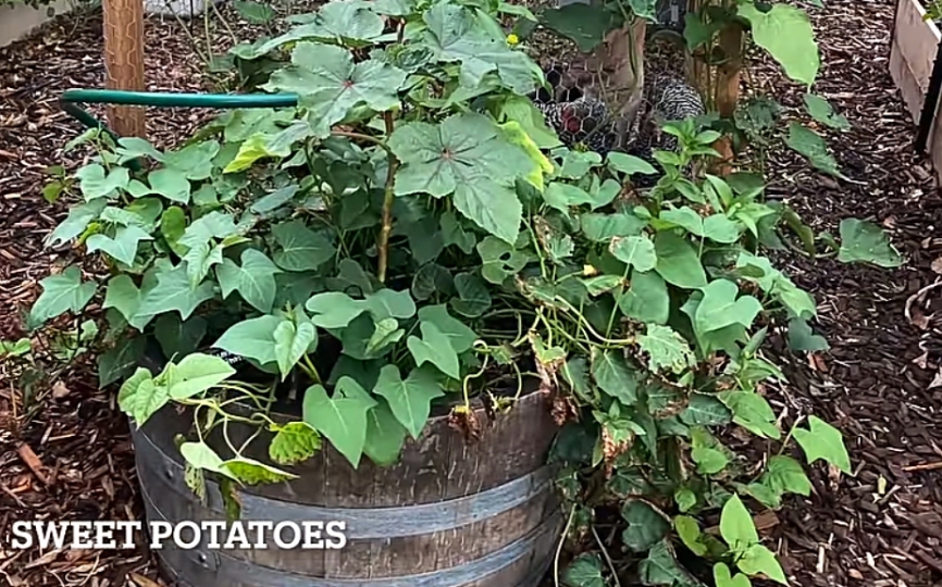 Sweet potatoes in a wooden container