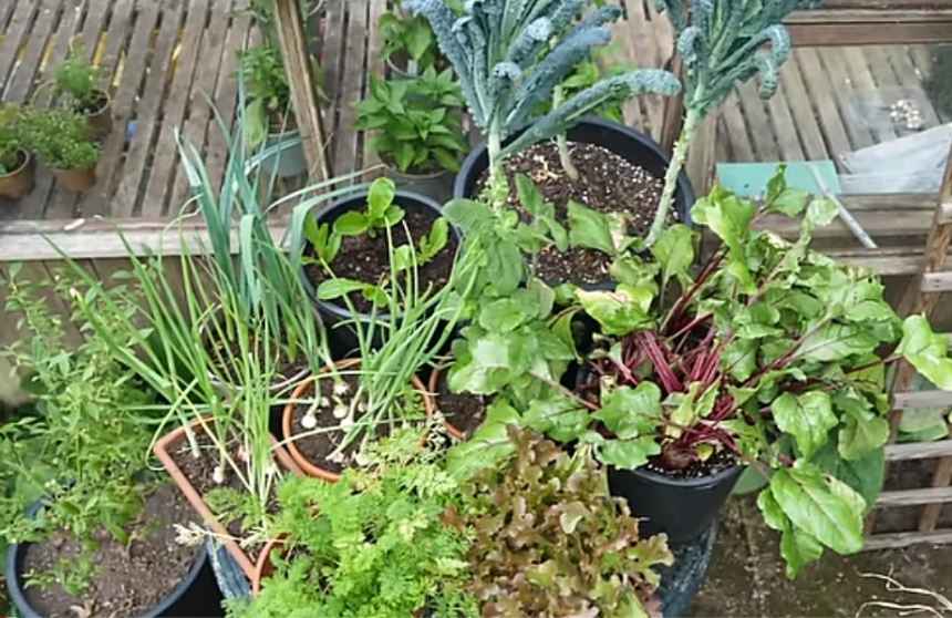 Vegetables in plastic containers