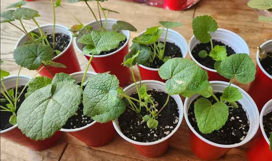 Vegetables container gardening