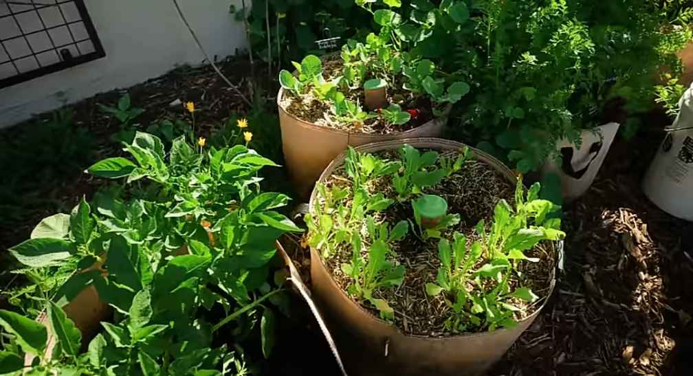 Container gardening