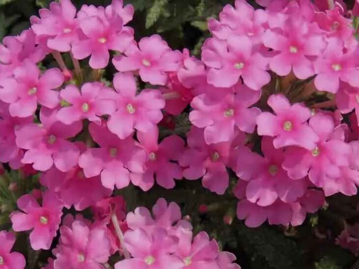 Companion Plants for Roses (Verbena)