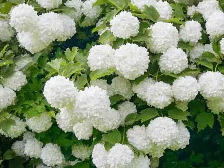 Viburnum