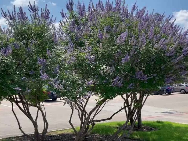 Vitex Tree with purple flowers