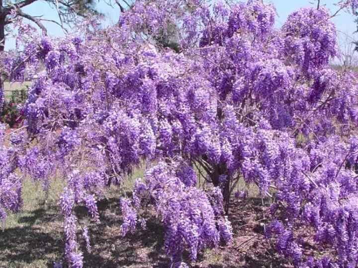 Purple Wisteria Tree