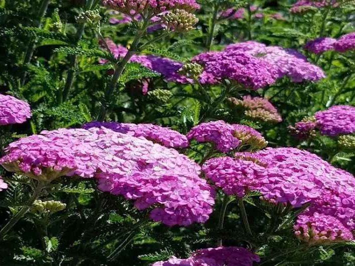 Yarrow