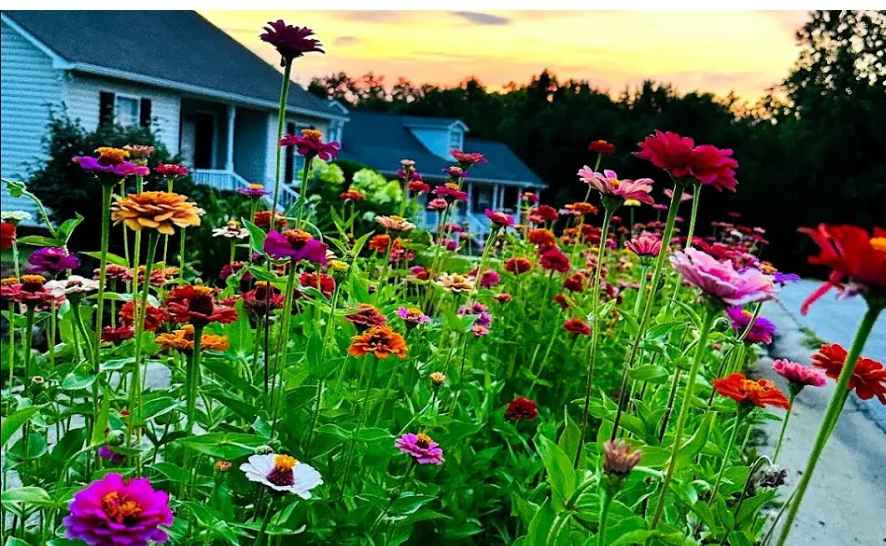 Zinnias