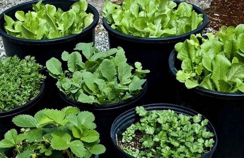 Vegetable container gardening