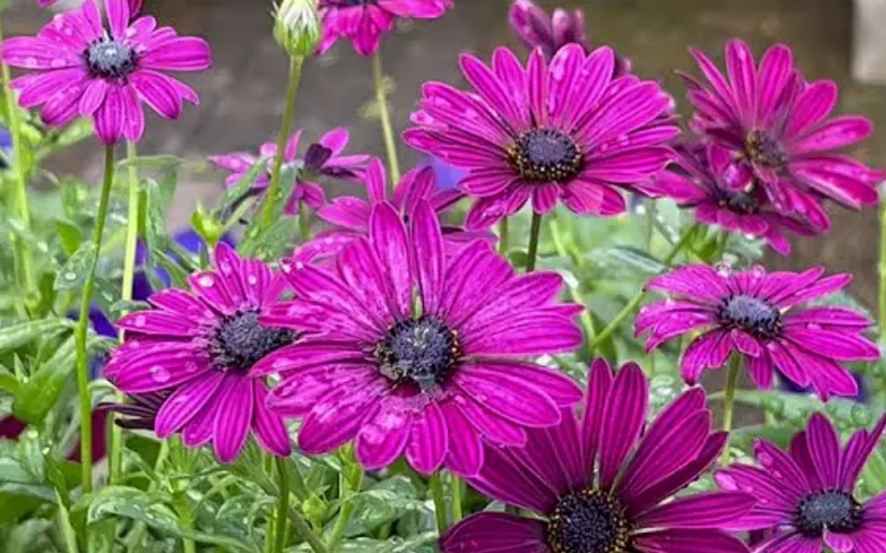 Lavender companion plants (african daisy)