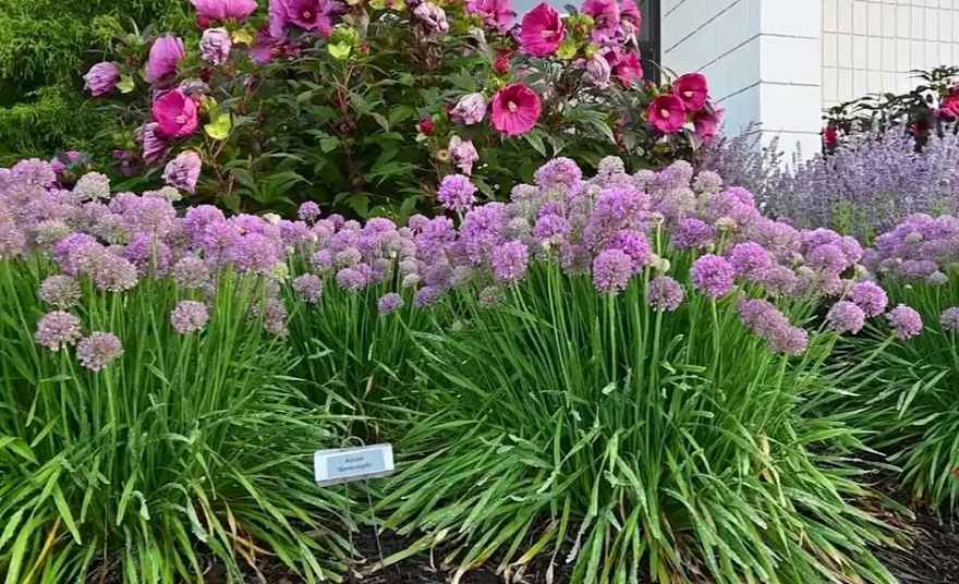 Lavender companion plants (alliums)