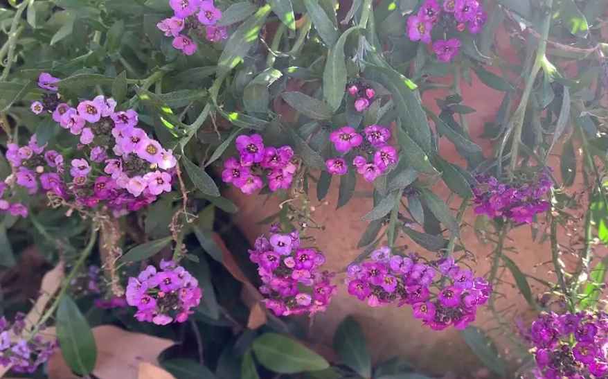 Companion Plants for Roses(sweet alyssum)