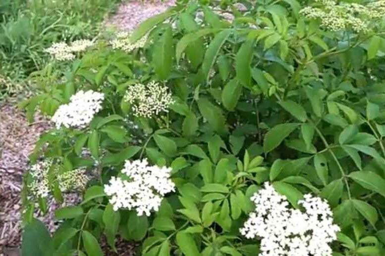 White flowering trees (american elder)