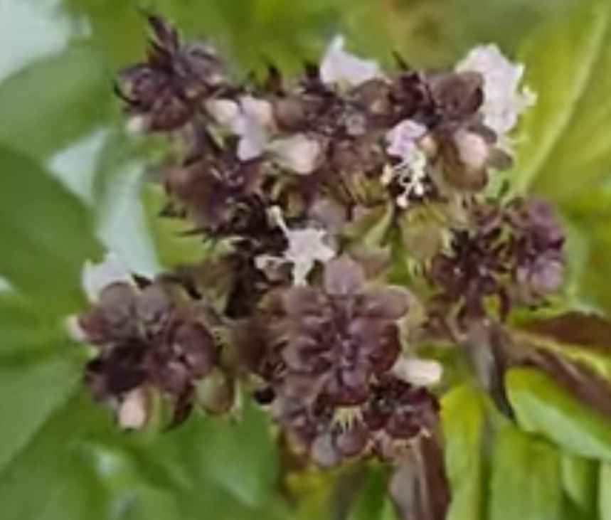 Basil with purple flowers