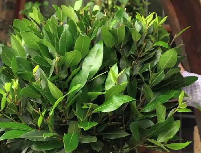 Bay Laurel