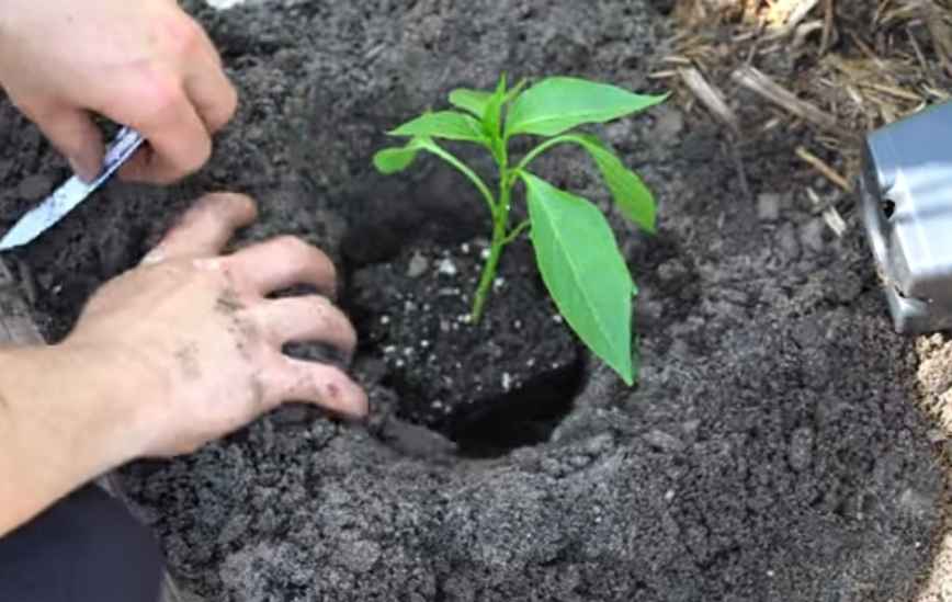 Planting Jalapeno into the ground